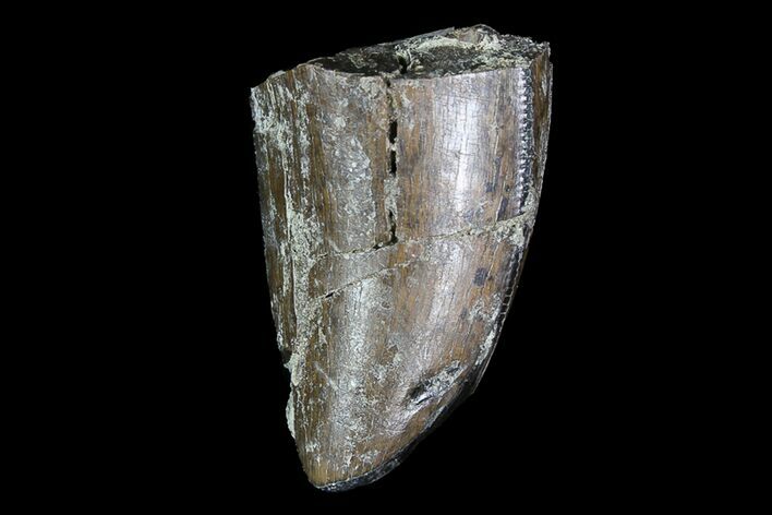 Tyrannosaurus Rex Tooth Tip - Hell Creek Formation, Montana #92792
